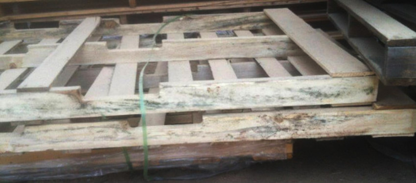 Mold found on a wooden pallet