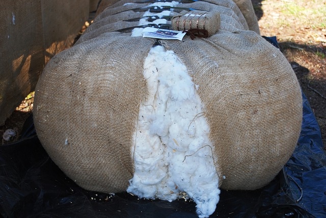 bale of cotton weighs about 480 pounds
